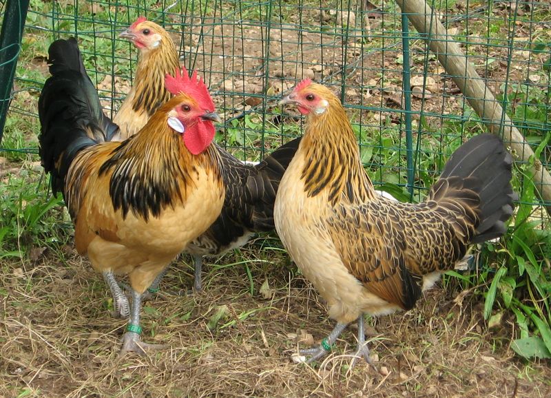 bassecour_chantecoq